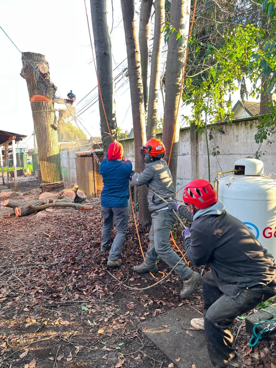 Trabajo Arbopodas