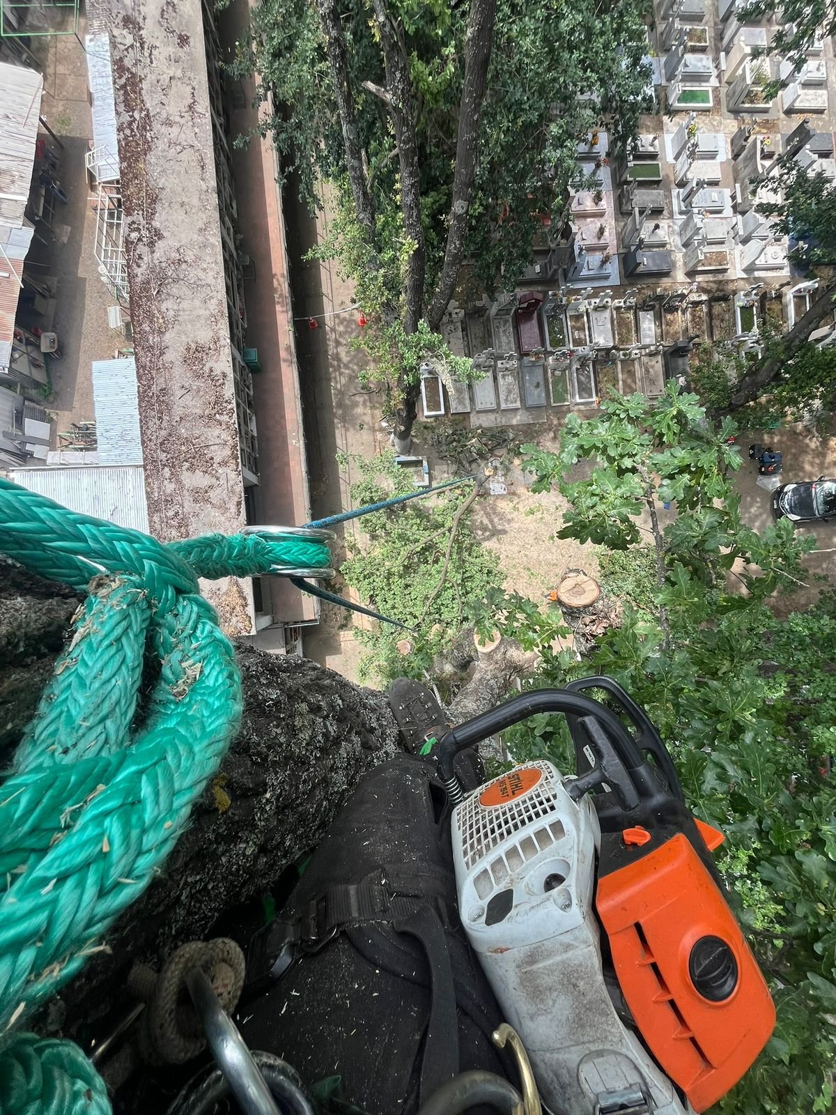Trabajo Arbopodas