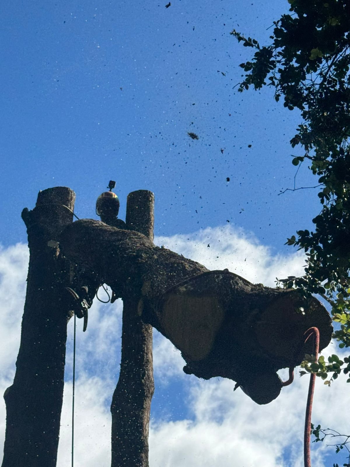 Trabajo Arbopodas