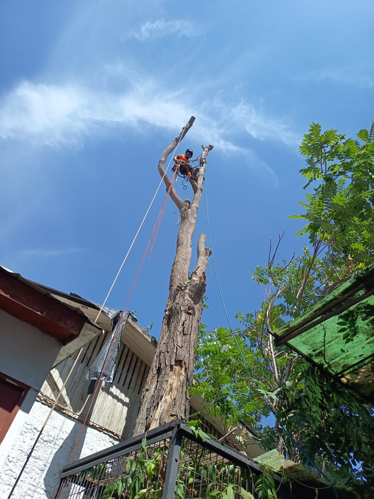 Trabajo Arbopodas
