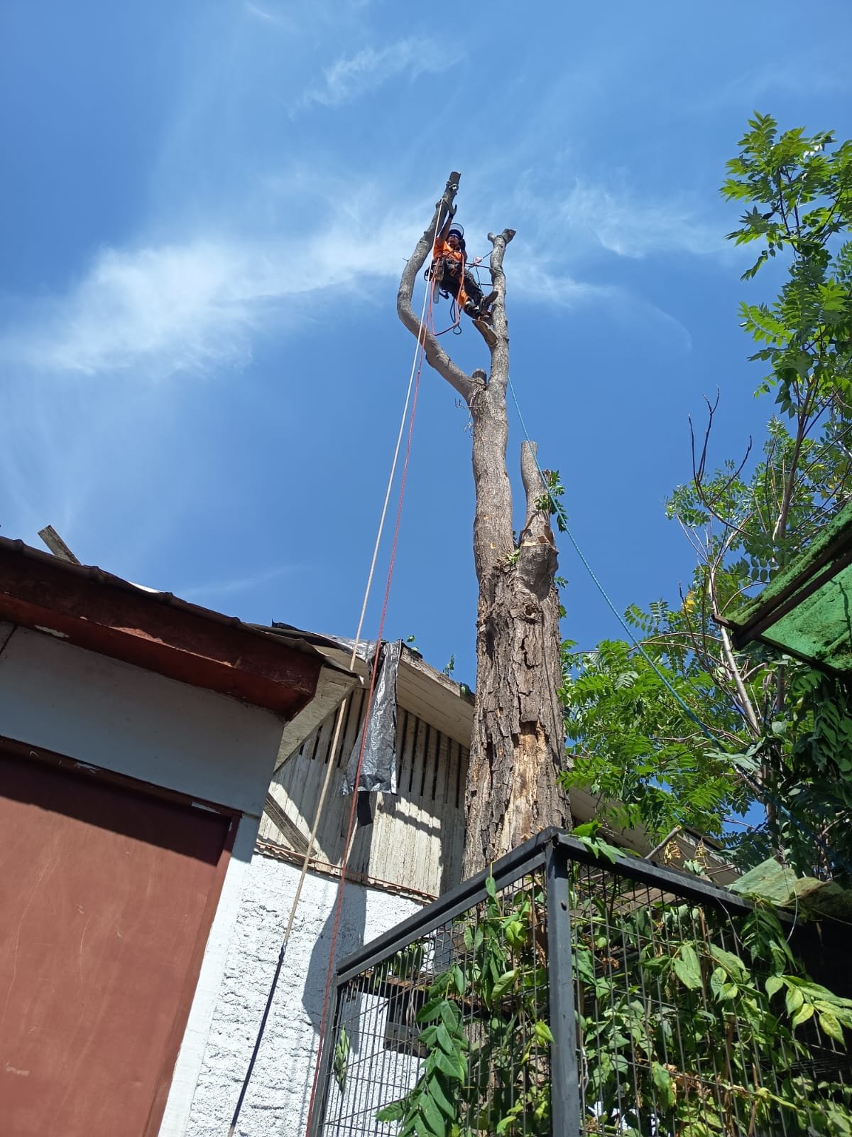 Trabajo Arbopodas