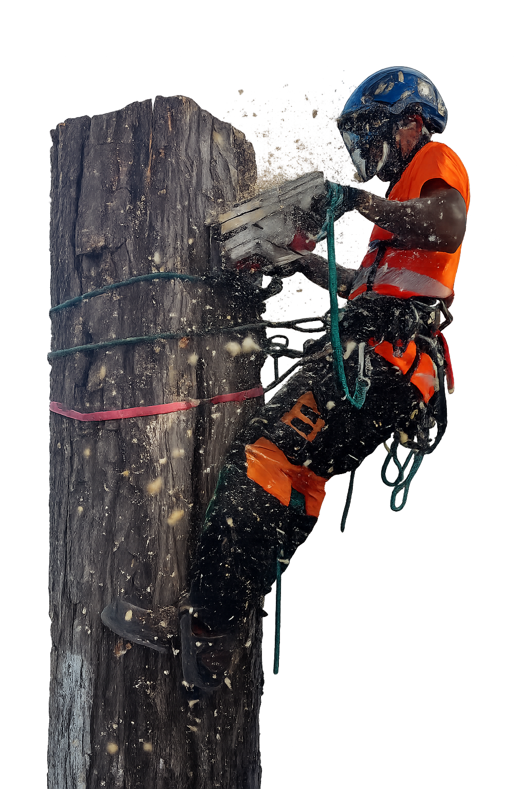 Arborista trabajando en altura